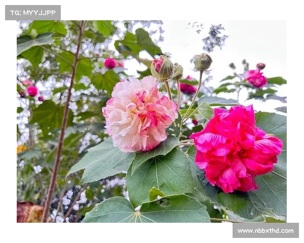芙罗拉十诫:踏上芬芳园林的指引之旅 芙罗拉十诫:踏上芬芳园林的指引之旅
